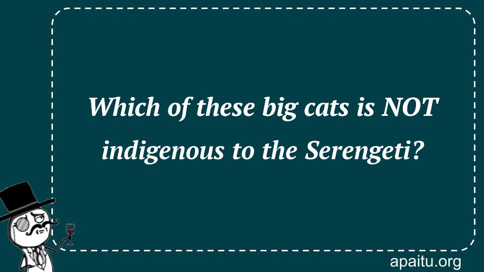 Which of these big cats is NOT indigenous to the Serengeti?