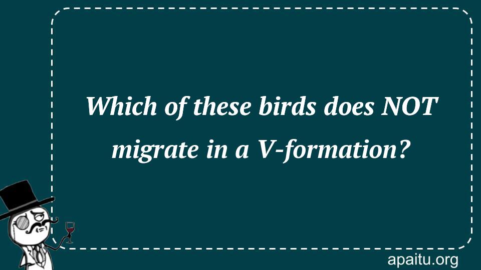 Which of these birds does NOT migrate in a V-formation?