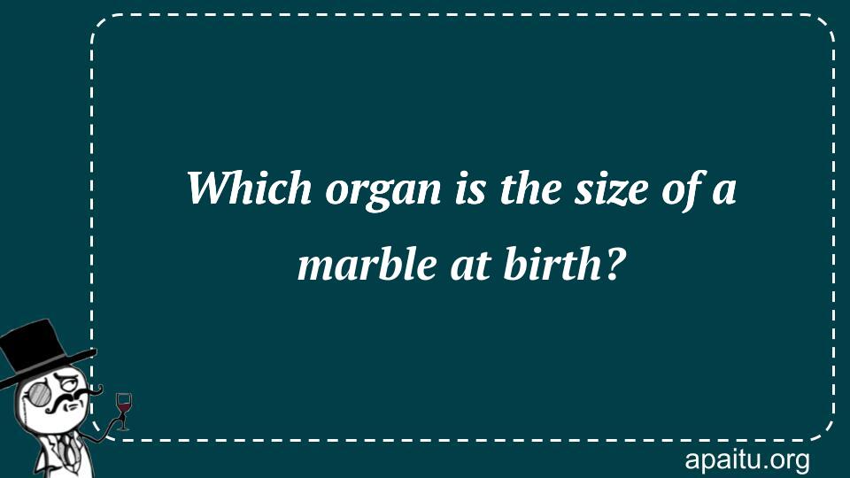 Which organ is the size of a marble at birth?