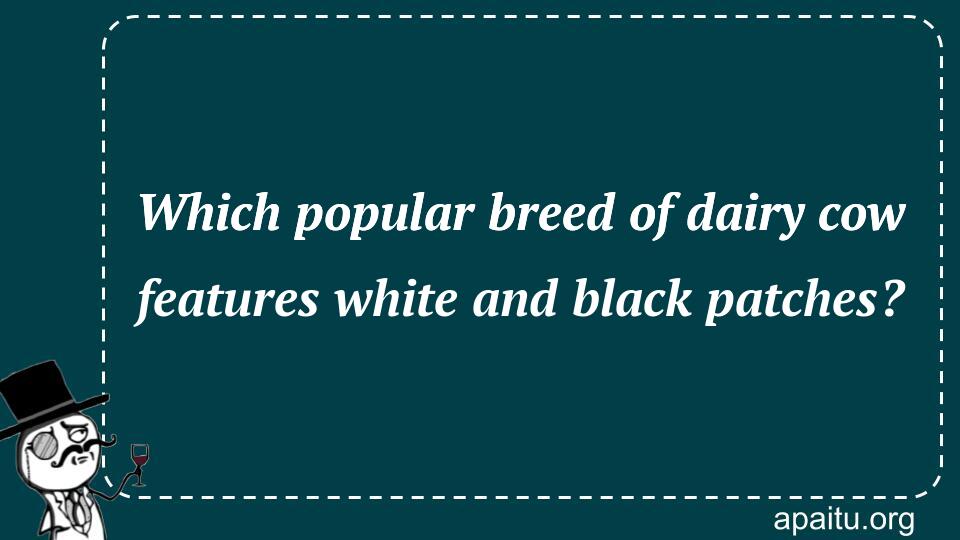 Which popular breed of dairy cow features white and black patches?