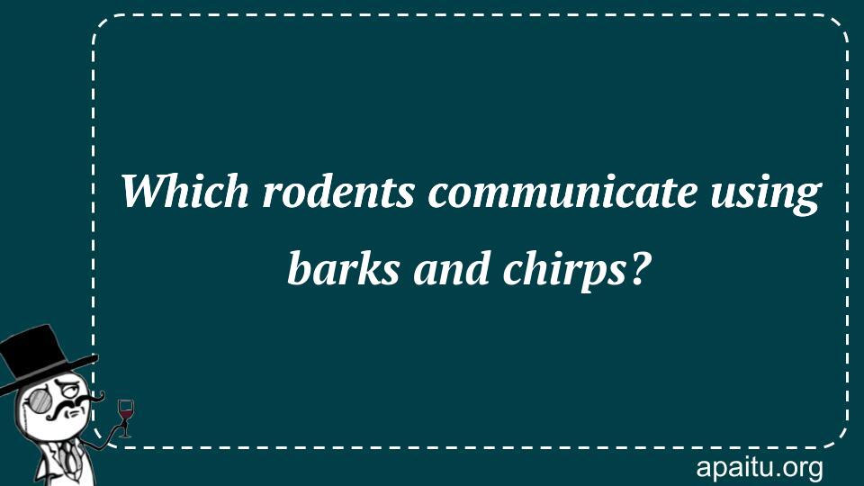 Which rodents communicate using barks and chirps?