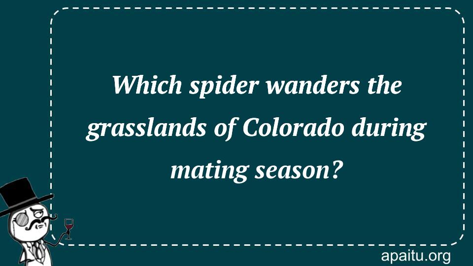 Which spider wanders the grasslands of Colorado during mating season?