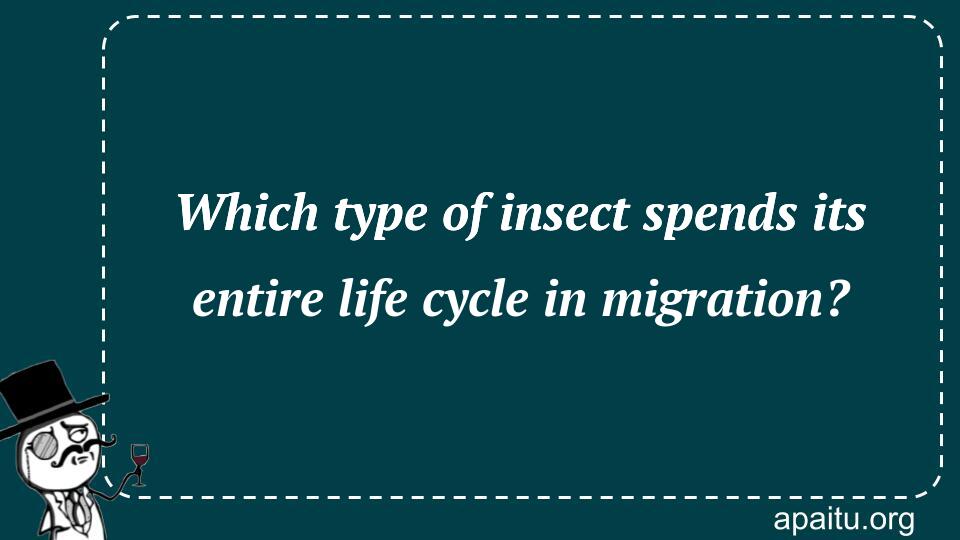 Which type of insect spends its entire life cycle in migration?