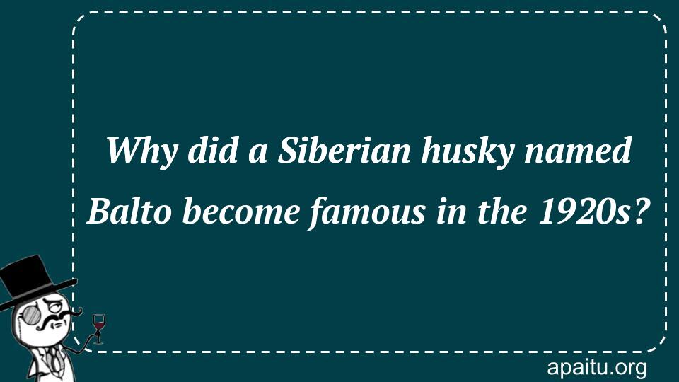 Why did a Siberian husky named Balto become famous in the 1920s?