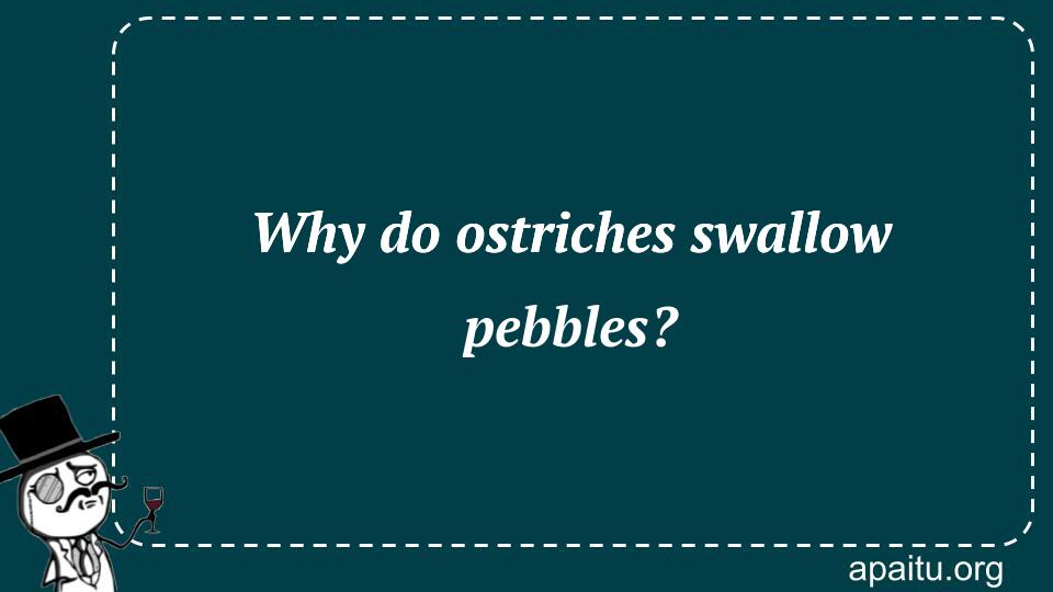 Why do ostriches swallow pebbles?