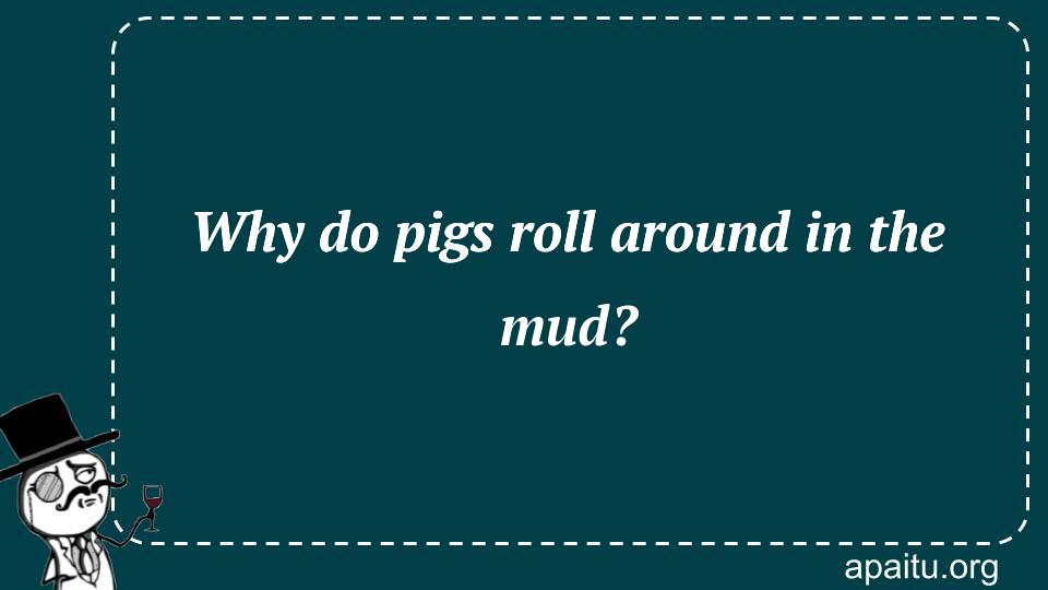 Why do pigs roll around in the mud?